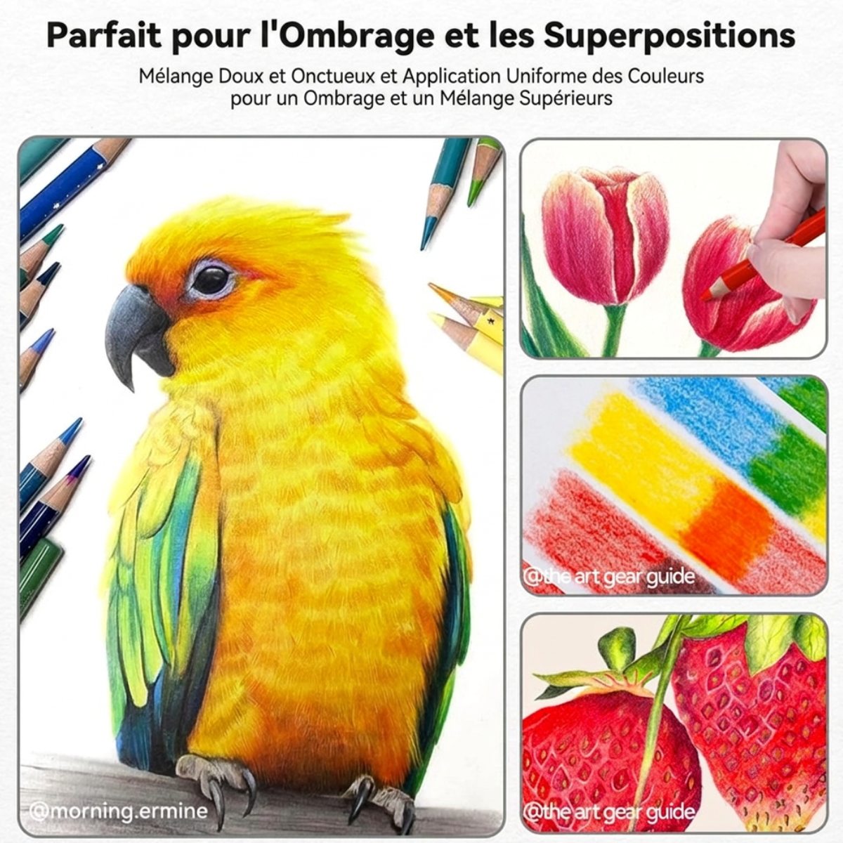 Dessin d'une perruche aux crayons de couleur Arrtx illustrant l'ombrage et les superpositions